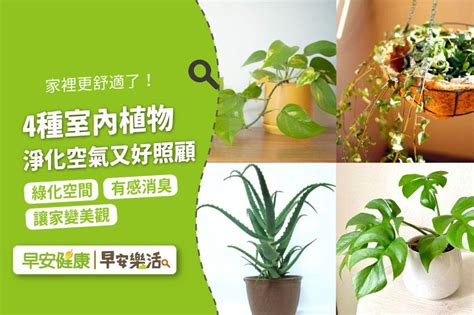 臥室淨化空氣植物 魯班經風水